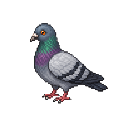 Pigeon