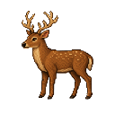 Deer