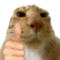 :Catgoodjob: