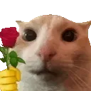 romanticecat
