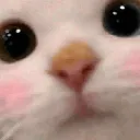 cutecat
