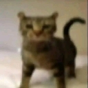 :cat: