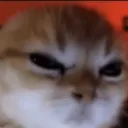 angrycat