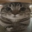 politecat