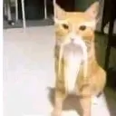 senseicat
