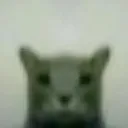 thousandyardstarecat