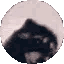 AMW_z_pedro_pedro_raccoon