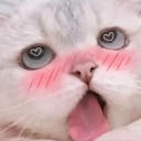 A white kitten with heart-shaped pupils and a bright pink blush on its cheeks.