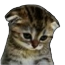 :bkitty: