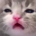 catwut