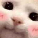 catblush