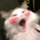 catblushaa