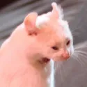 catscream
