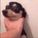 dog_1268062190460735490 Discord sticker | النهاية