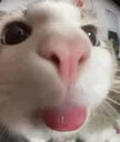 catbleh