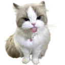 cutecattongue
