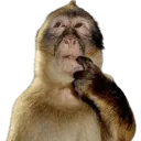monkey