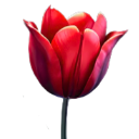 Red_Tulip