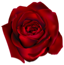 month_rose