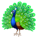 peacock