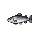 Drift_Minnow