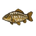 Mirror_Carp
