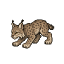 Lynx