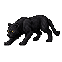 Panther