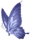 wings3