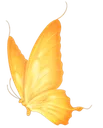 butterfly3