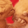 mwaa