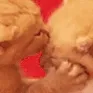 mwaa