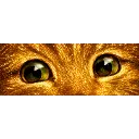 Stare
