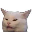 confusedcat