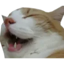 lolcat