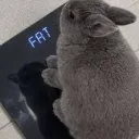 fat_bunny