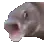 pogfishanimated
