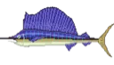Sailfish