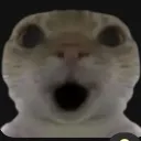 woahcat