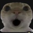 :woahcat: