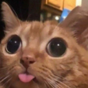 An orange cat with very large black pupils and its tongue sticking out.