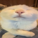 A white cat with closed eyes and a smug expression sits with its front paws crossed.