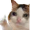 billi_ok