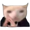 seriouscat