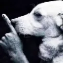 shhdog