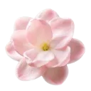 0001_flower