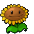 9942sunflower