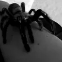 crawl