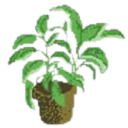 :HousePlant: