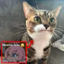 ppfftt